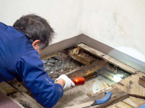 Best Certified Mold Removal  in Barker Heights, NC