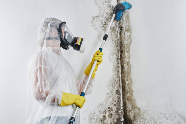 Best Office Mold Removal Services  in Barker Heights, NC