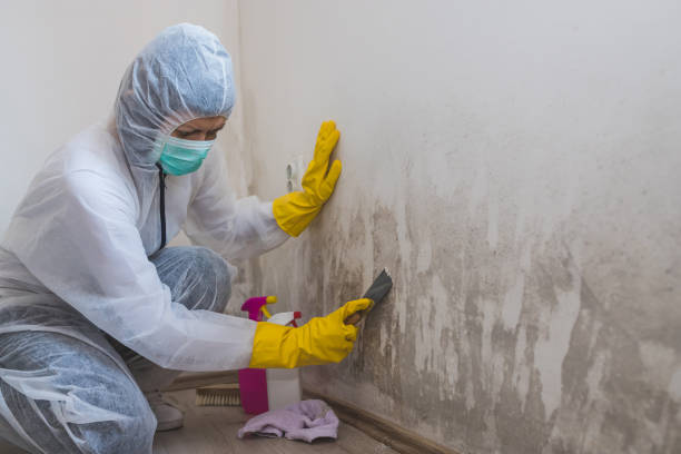 Best Professional Mold Removal  in Barker Heights, NC