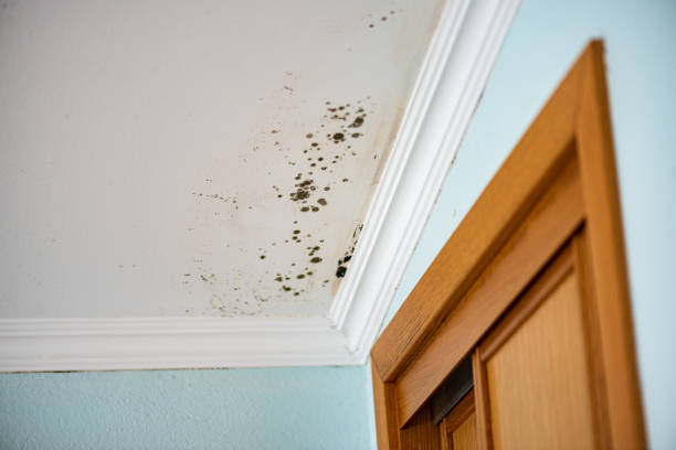 Best Local Mold Removal Service  in Barker Heights, NC