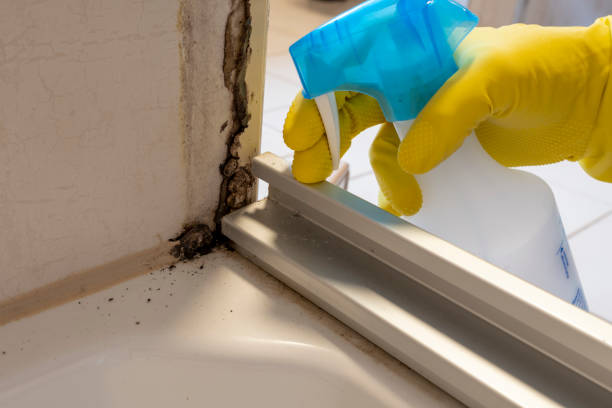 Best Mold Remediation  in Barker Heights, NC