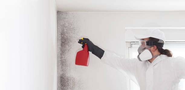 Best Best Mold Removal Companies  in Barker Heights, NC