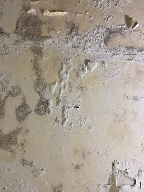 Best Mold Cleaning Services  in Barker Heights, NC