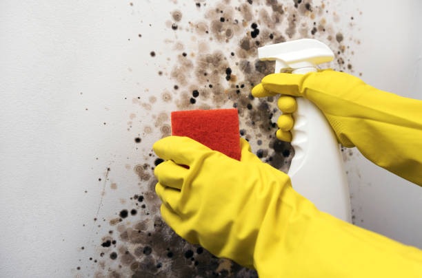 Best Fast Mold Removal  in Barker Heights, NC