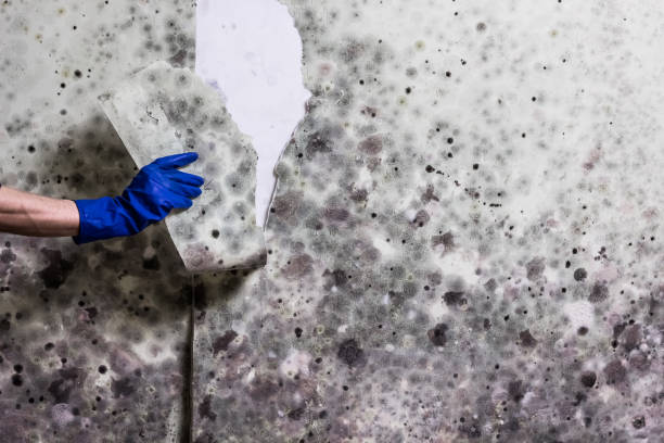 Best Local Mold Removal Service  in Barker Heights, NC