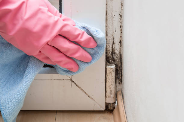 Best Mold Testing  in Barker Heights, NC